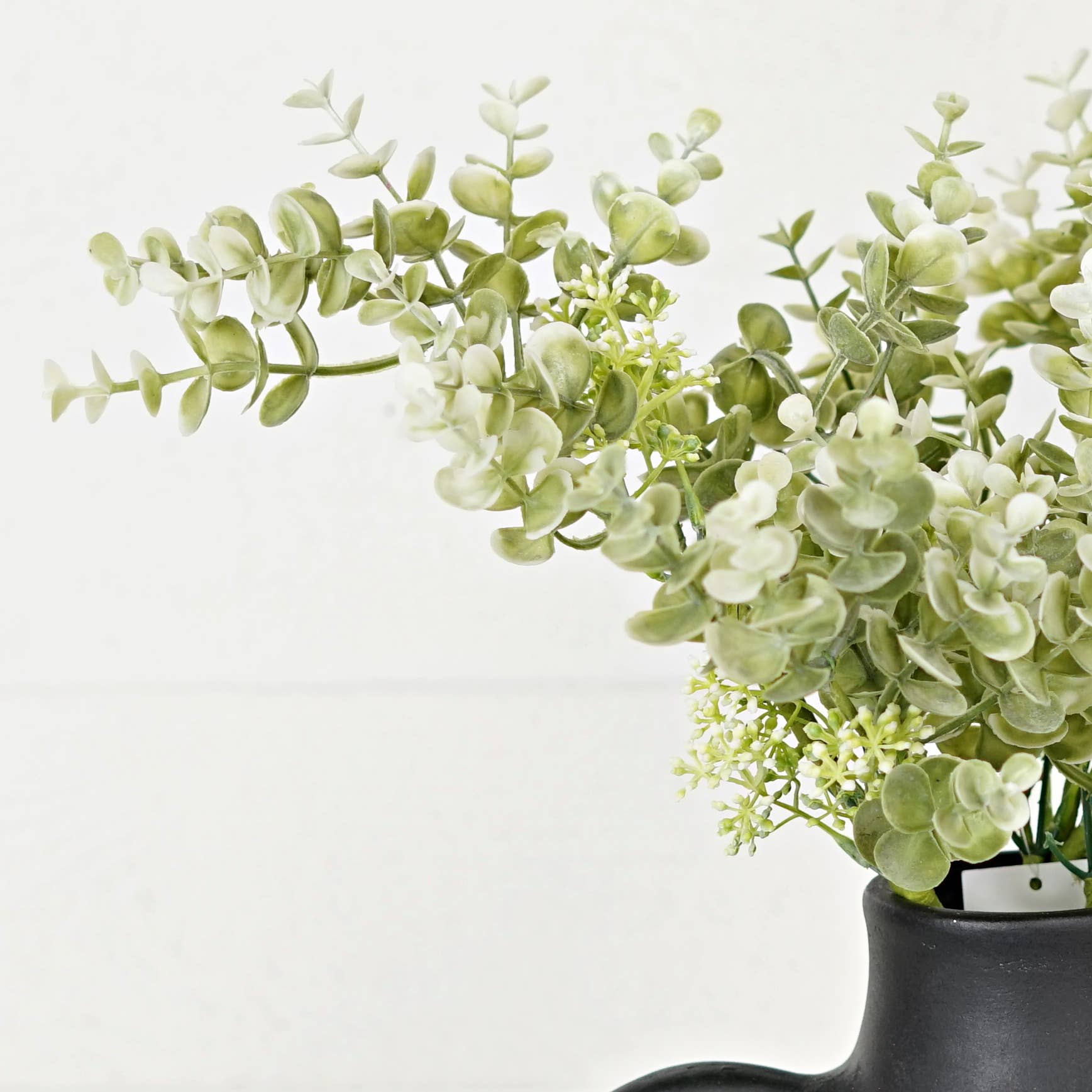 Sage Eucalyptus Plant