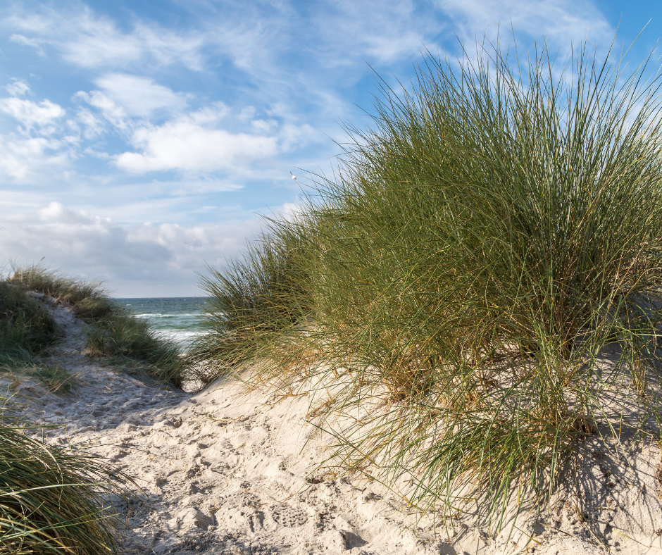 Relax Goat Milk Lotion