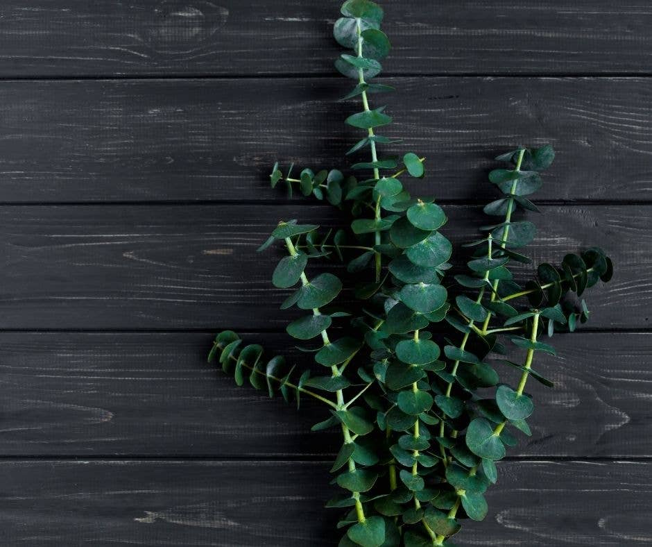 Awaken  |  Goat Milk Lotion